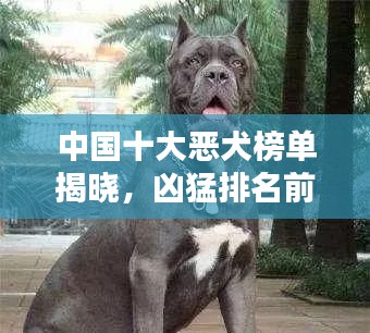 中國十大惡犬榜單揭曉，兇猛排名前十的犬種全解析