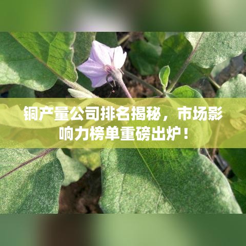 銅產(chǎn)量公司排名揭秘，市場(chǎng)影響力榜單重磅出爐！