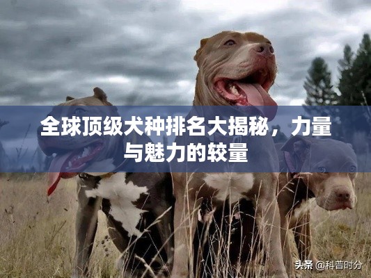 全球頂級(jí)犬種排名大揭秘，力量與魅力的較量