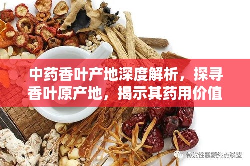 中藥香葉產(chǎn)地深度解析，探尋香葉原產(chǎn)地，揭示其藥用價值
