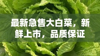 最新急售大白菜，新鮮上市，品質(zhì)保證！