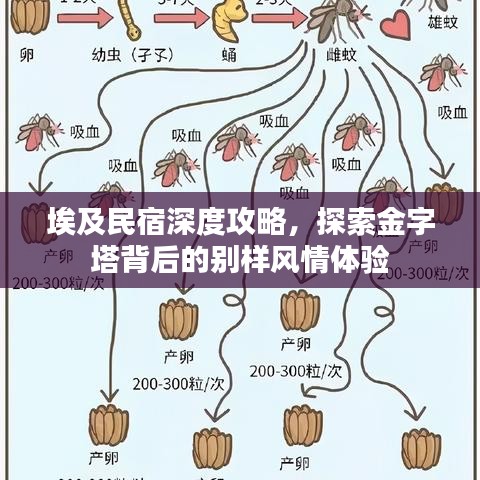 埃及民宿深度攻略，探索金字塔背后的別樣風(fēng)情體驗(yàn)