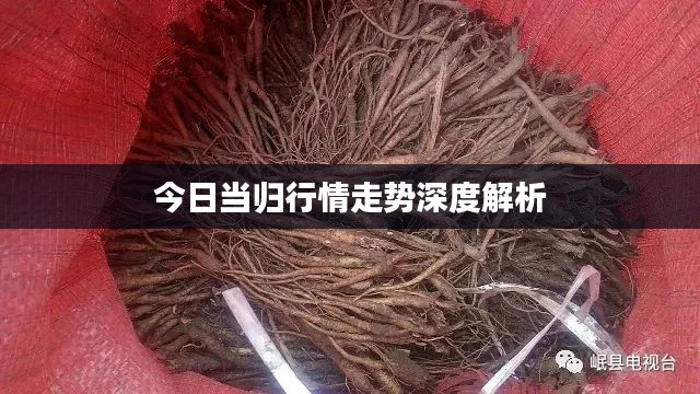 今日當(dāng)歸行情走勢(shì)深度解析