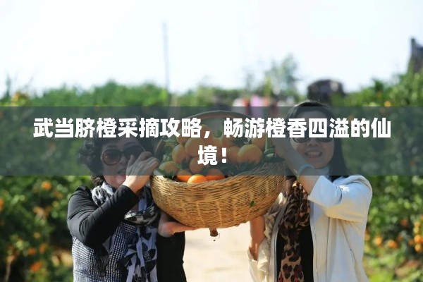 武當(dāng)臍橙采摘攻略，暢游橙香四溢的仙境！