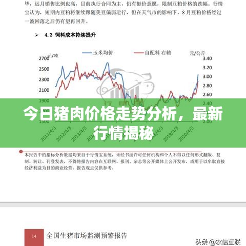 今日豬肉價(jià)格走勢(shì)分析，最新行情揭秘