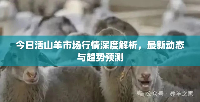 今日活山羊市場(chǎng)行情深度解析，最新動(dòng)態(tài)與趨勢(shì)預(yù)測(cè)