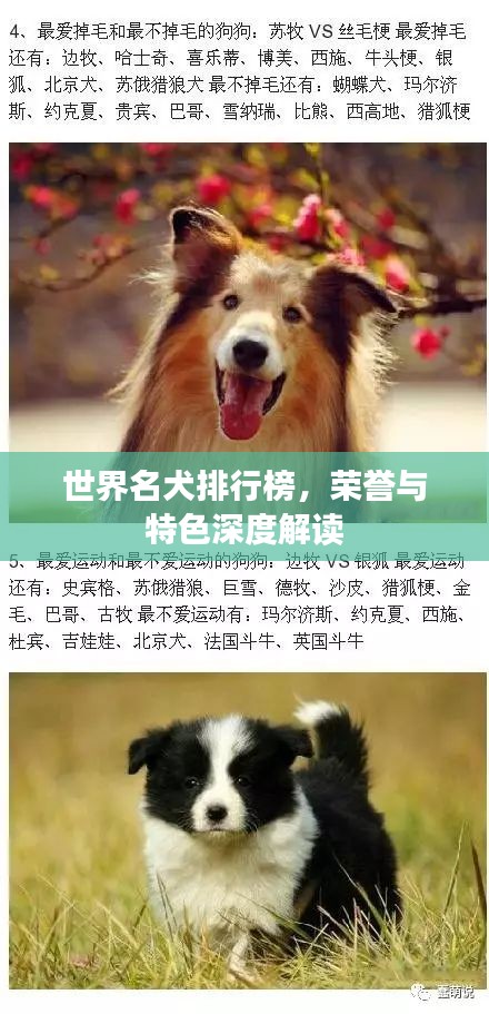 世界名犬排行榜，榮譽與特色深度解讀