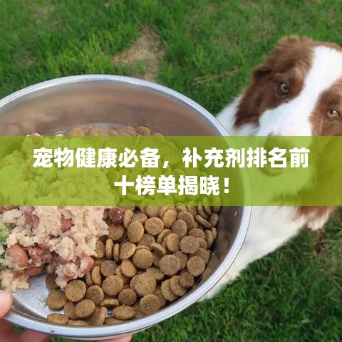 寵物健康必備，補(bǔ)充劑排名前十榜單揭曉！