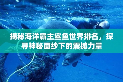 揭秘海洋霸主鯊魚世界排名，探尋神秘面紗下的震撼力量